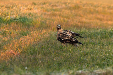 Four year old male Spanish Imperial Eagle at his favorite watchtower with the first light of dawn on a cold sunny winter day
