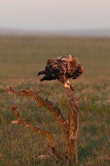 Four year old male Spanish imperial eagle in his favorite watchtower with the first light of dawn on a winter day