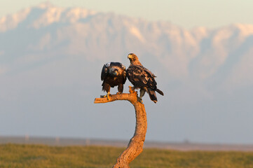Four year old male and adult female Spanish imperial eagle at their favorite watchtower with the first light of dawn