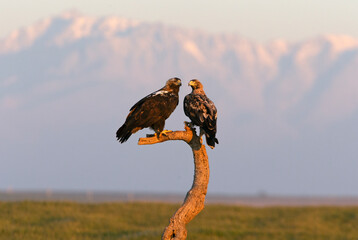 Four year old male and adult female Spanish imperial eagle at their favorite watchtower with the first light of dawn