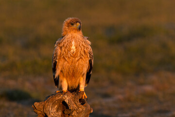 One year old female Spanish Imperial Eagle at her favorite watchtower with the first light of dawn on a cold sunny winter day