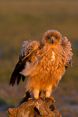 One year old female Spanish Imperial Eagle at her favorite watchtower with the first light of dawn on a cold sunny winter day