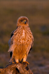 One year old Spanish Imperial Eagle in the first light of dawn on a cold winter day