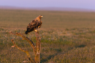 Four year old male Spanish Imperial Eagle at his favorite watchtower with the first light of dawn on a cold sunny winter day