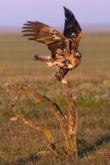 Four year old male Spanish imperial eagle in his favorite watchtower with the first light of dawn on a winter day
