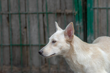 Obraz premium closeup portrait sad homeless abandoned colored white dog outdoor