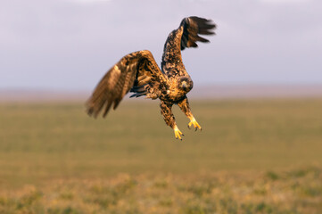 Four year old male Spanish Imperial Eagle flying with the first light of dawn