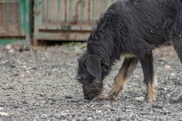 closeup portrait sad homeless abandoned colored dog outdoor