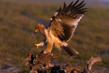 One year old female Spanish imperial eagle at her favorite watchtower with the first light of dawn on a winter day