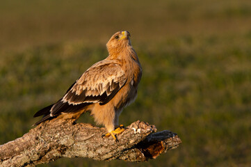 One year old Spanish Imperial Eagle in the first light of dawn on a cold winter day