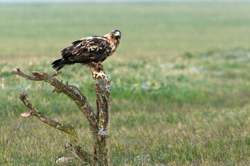 Four year old male Spanish imperial eagle in his favorite watchtower with the first light of dawn on a winter day