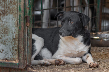 closeup portrait sad dog puppy locked in the metal cage. homeless dog concept