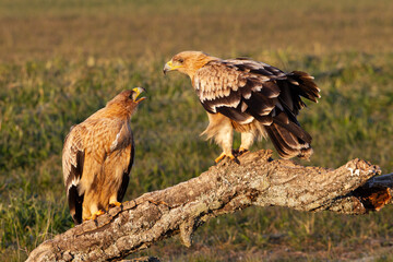 One year old male and female Spanish Imperial Eagle with the first light of day
