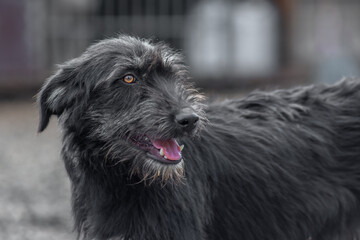 closeup portrait sad dog puppy locked in the metal cage. homeless dog concept