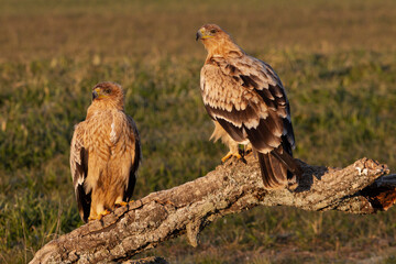 Naklejka na ściany i meble One year old male and female Spanish Imperial Eagle with the first light of day