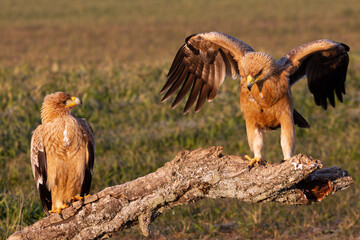One year old male and female Spanish Imperial Eagle with the first light of day