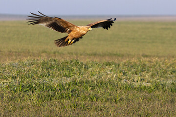 One year old female Spanish imperial eagle flying with the first light of dawn on a winter day