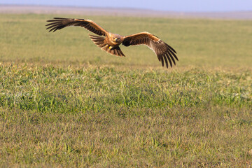 One year old female Spanish imperial eagle flying with the first light of dawn on a winter day