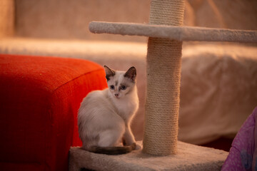 a white tabby cat standing in his home