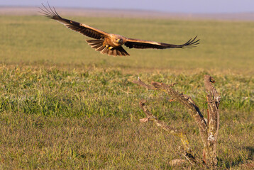 One year old female Spanish imperial eagle flying with the first light of dawn on a winter day
