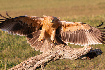 One year old female Spanish Imperial Eagle flying with the first light of dawn on a cold sunny winter day
