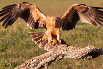 One year old female Spanish imperial eagle at her favorite watchtower with the first light of dawn on a winter day