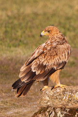 One year old Spanish Imperial Eagle in the first light of dawn on a cold winter day