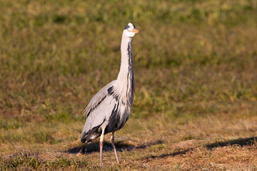 Gray heron with the first light of dawn