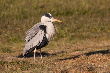 Grey heron with the first light of dawn on a wetlan