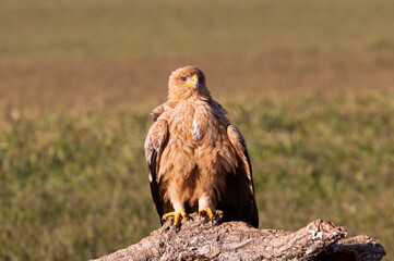 One year old Spanish Imperial Eagle in the first light of dawn on a cold winter day