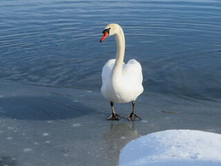 Schwäne im Winter / Oberer Lechsee 