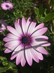 Obraz premium Purple sunflowers close up