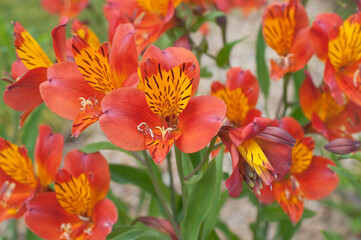 Blooming flowers Alstroemeria