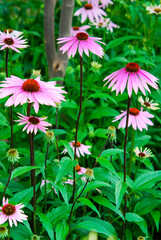 Fototapeta premium Purple Coneflower in flower garden