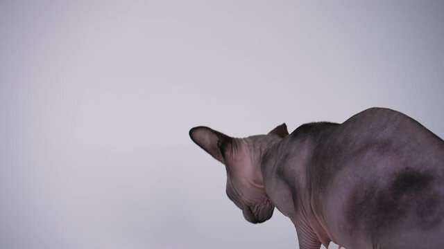 Rear view of the canadian sphinx in the studio on a gray background. The cat sniffs a tennis ball lying at its paws, raises its head and turns it towards the camera. Slow motion. Close up.