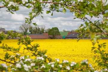 Obraz premium Suffolk farm in spring