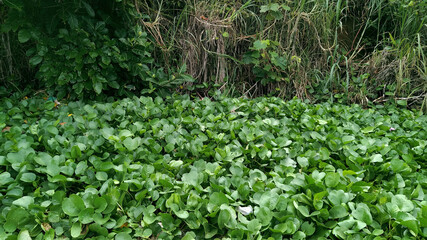 Water hyacinth on the beach