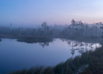 bog lake, misty bog landscape with swamp pines and traditional bog vegetation, fuzzy background, fog in bog, dusk