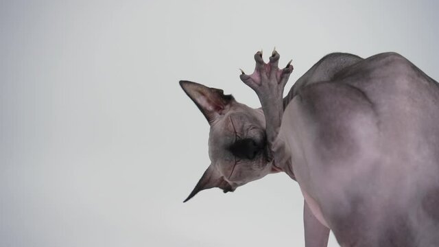 Rear view of a purebred Sphynx in the studio on a gray background. The pet turns its head and licks its hind paw. Slow motion. Close up.