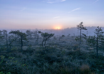 Fototapeta na wymiar misty mire landscape with swamp pines and traditional mire vegetation, fuzzy background, fog in bog, twilight