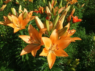 Obraz premium 長野県富士見高原のゆり