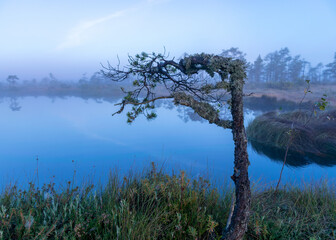 bog lake, misty bog landscape with swamp pines and traditional bog vegetation, fuzzy background, fog in bog, dusk