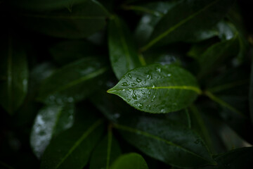 Stunning view of some Cherry Laurel leaves with water droplets forming a natural background. Cherry Laurel (Prunus laurocerasus 'Rotundifolia') is one of the most versatile hedging species.