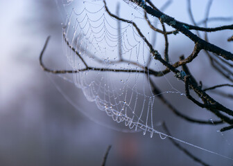 fine cobwebs between tree branches, misty bog landscape with swamp pines and traditional bog vegetation, blurred background, fog in bog, twilight twilight