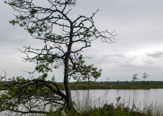 rainy day, rainy background, traditional bog landscape, bog lake in the rain, swamp grass and moss, small bog pines during rain, swamp in autumn