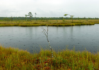 rainy day, rainy background, traditional bog landscape, bog lake in the rain, swamp grass and moss, small bog pines during rain, swamp in autumn