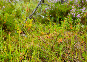 abstract bog moss, lichen and grass texture, bog vegetation, suitable for background
