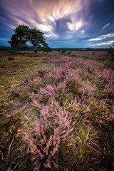 Fototapeta premium Blooming Heather fields, purple pink on the Veluwe Netherlands. Holland
