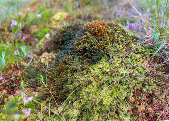 abstract bog moss, lichen and grass texture, bog vegetation, suitable for background
