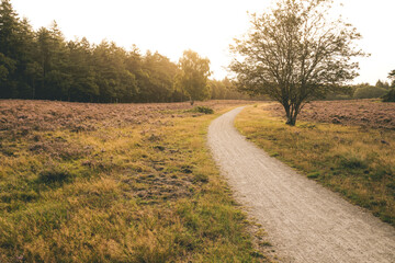 Fototapeta premium Blooming Heather fields, purple pink on the Veluwe Netherlands. Holland